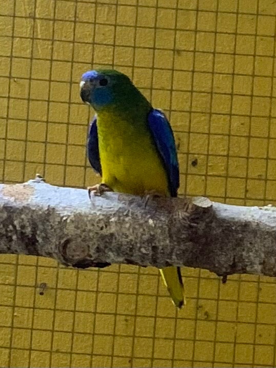 Neofema fyrkysová - 5