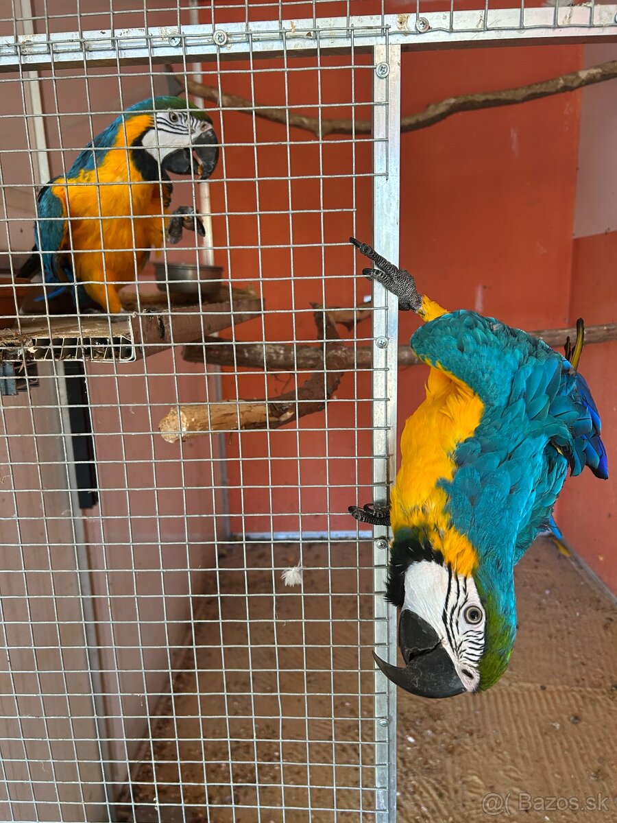 Ara ararauna 0,1 - 5