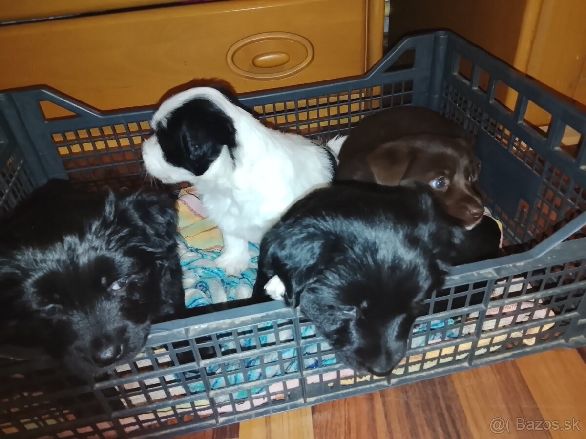 Darujem krásne šteniatka - 5