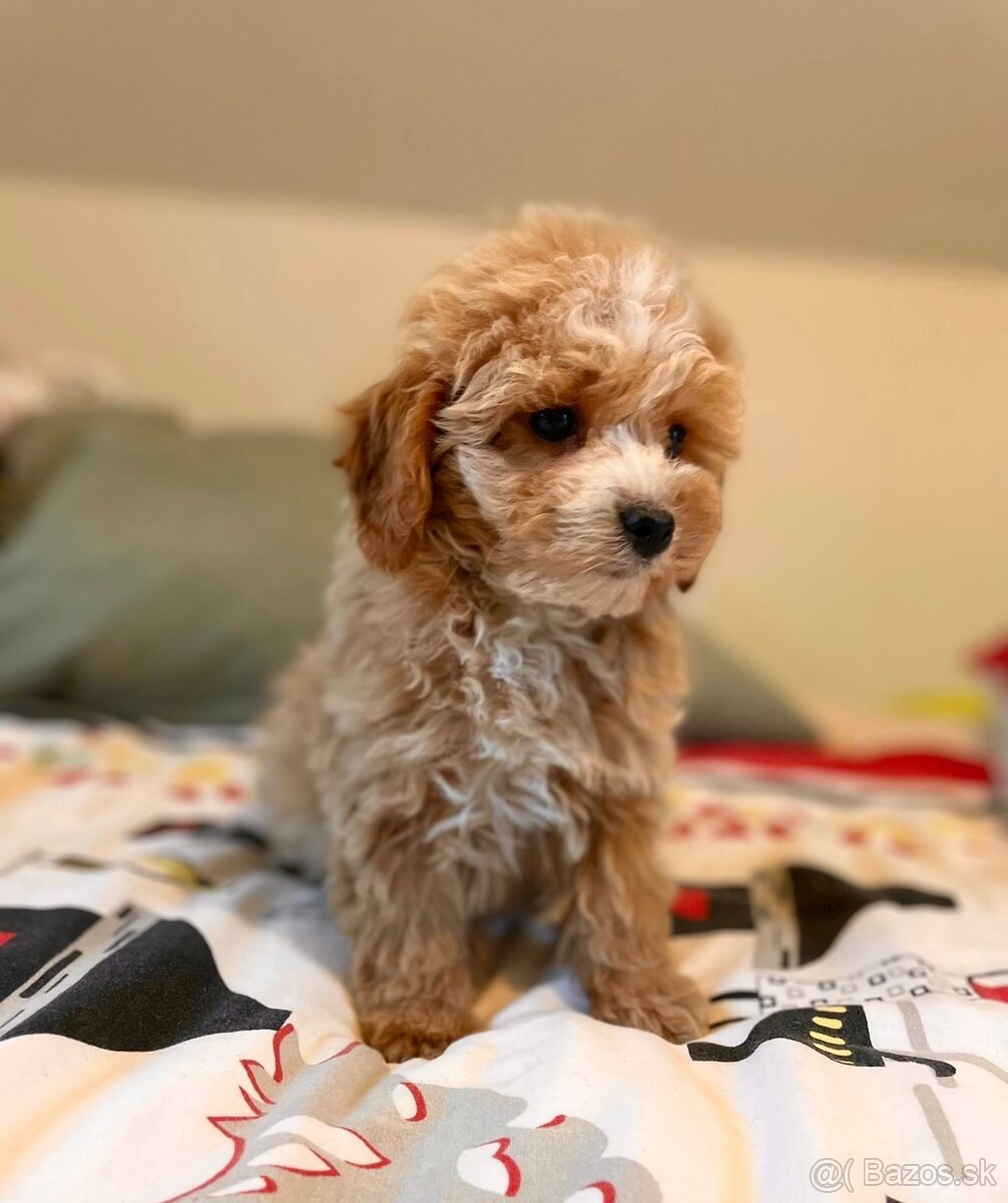 Pudel+ Maltese= Maltipoo girl - 5