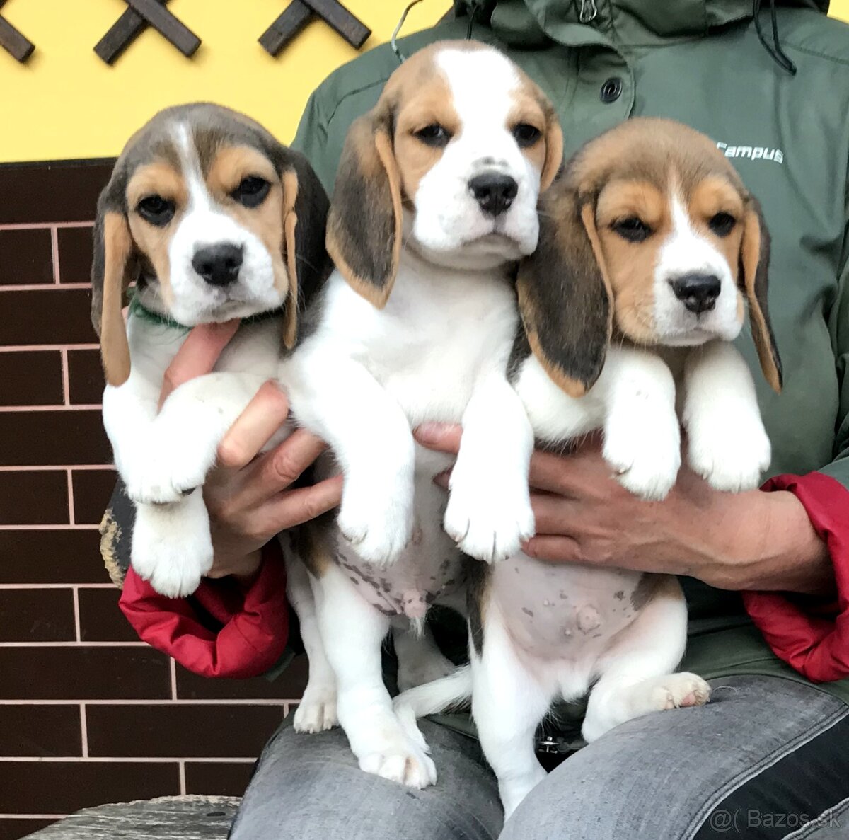 Bígel Beagle Bigl s PP FCI - 5