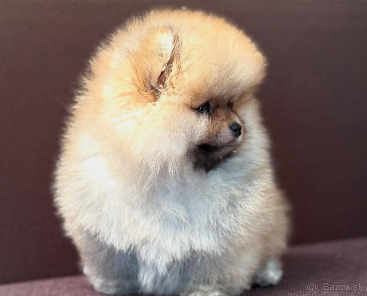 Pomeranian mini - 5