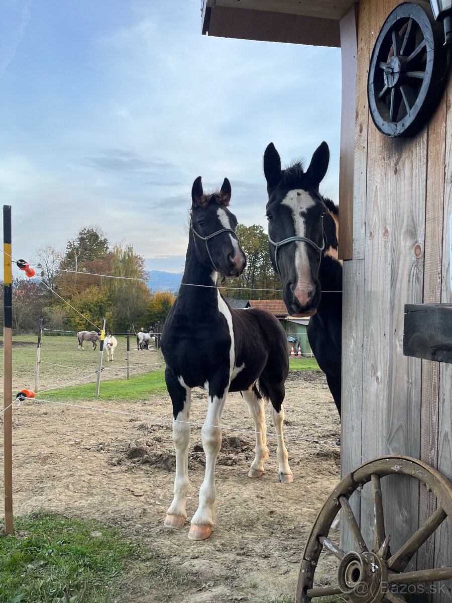 Úžasný Hřebeček hledá Parťáka - 5