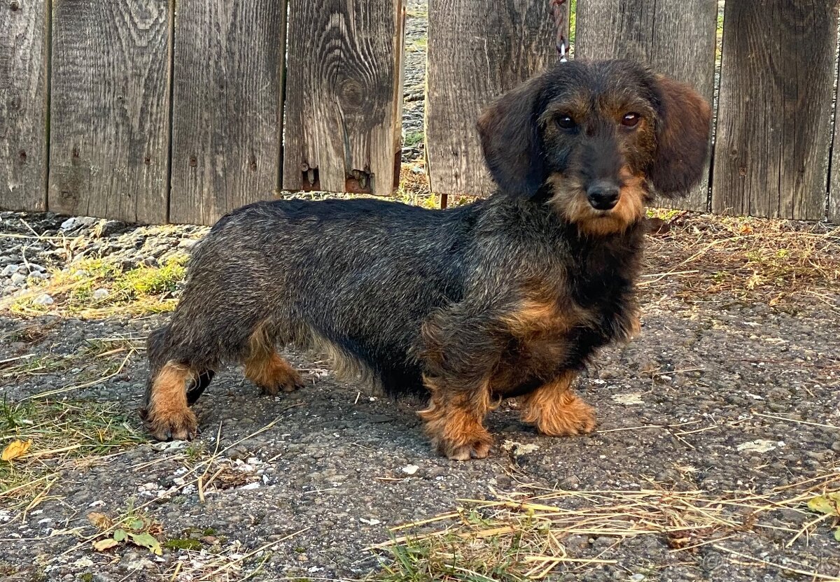 Jazvečík hrubosrstý s PP - 5