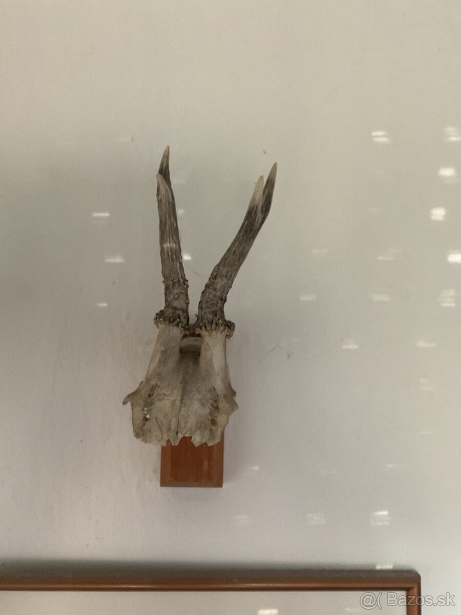 Poľovnícke predmety - 5