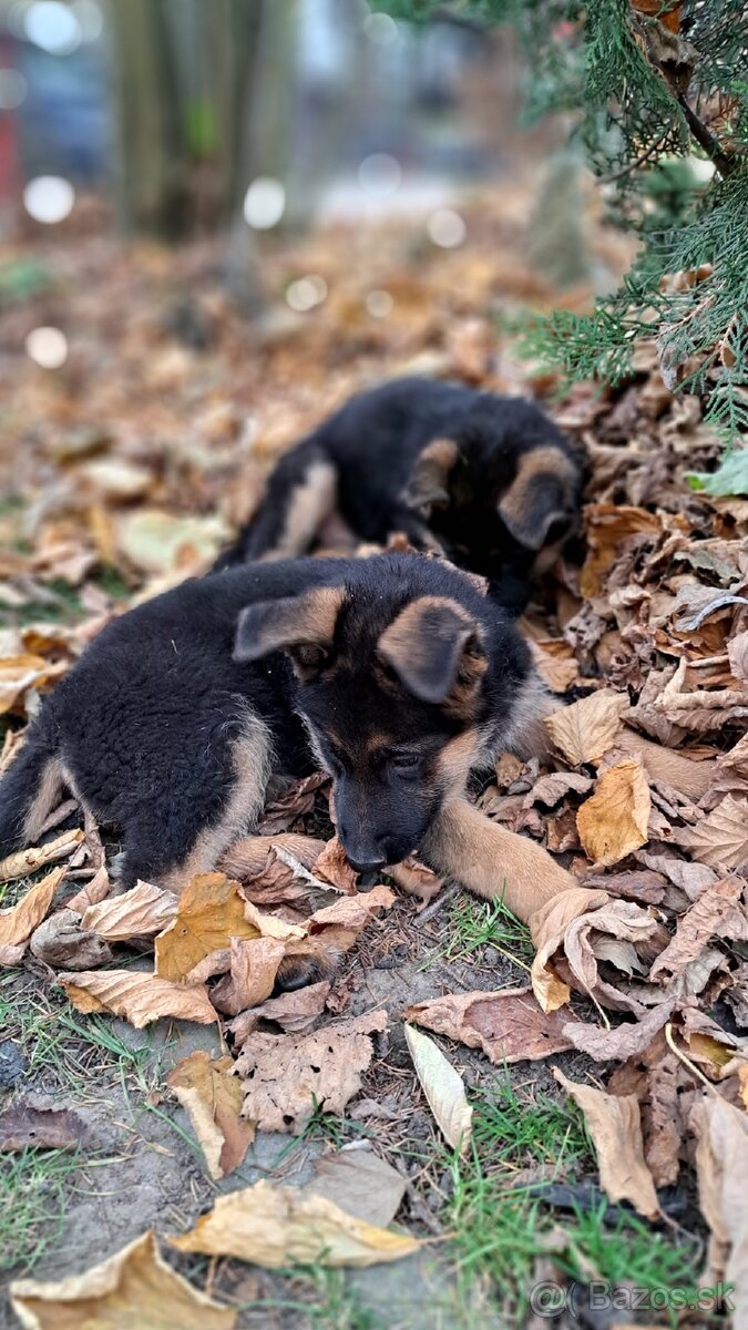 Nemecký ovčiak - šteniatka - 5