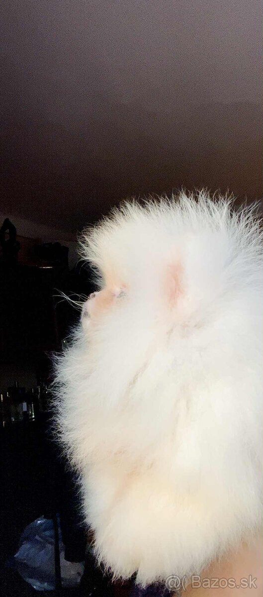 Pomeranian s PP FCI❣️ - 5