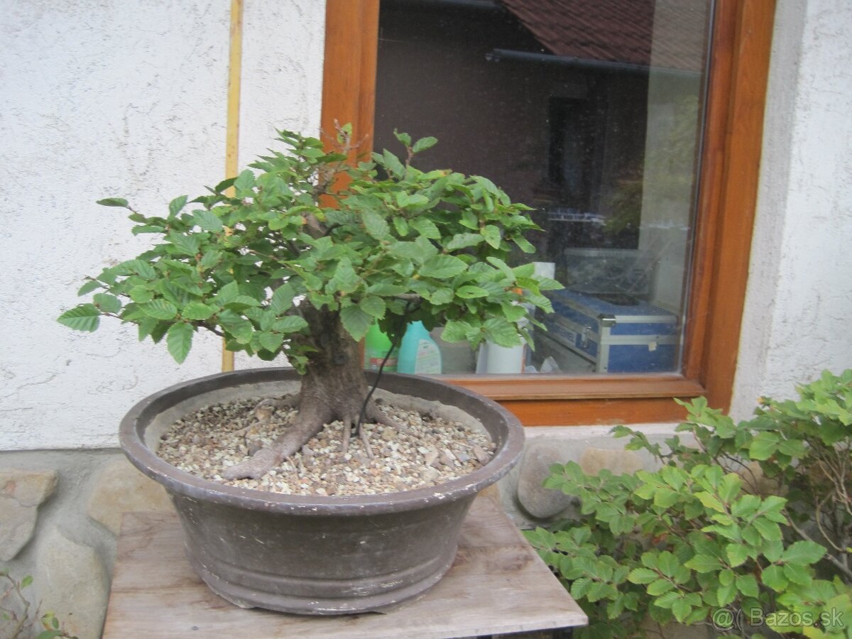 bonsai,bonsaj-DUB 22 - 5