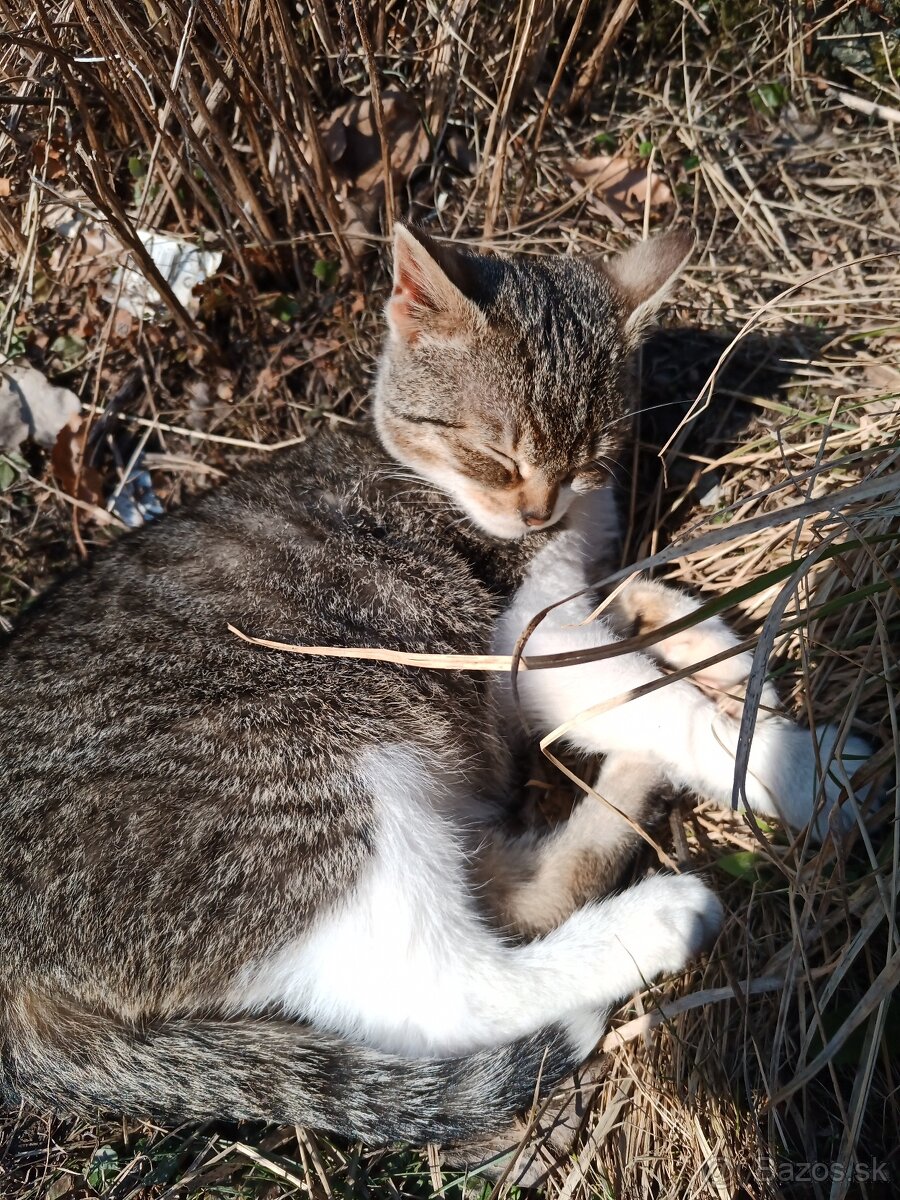 Darujem mladého kocurika . - 5