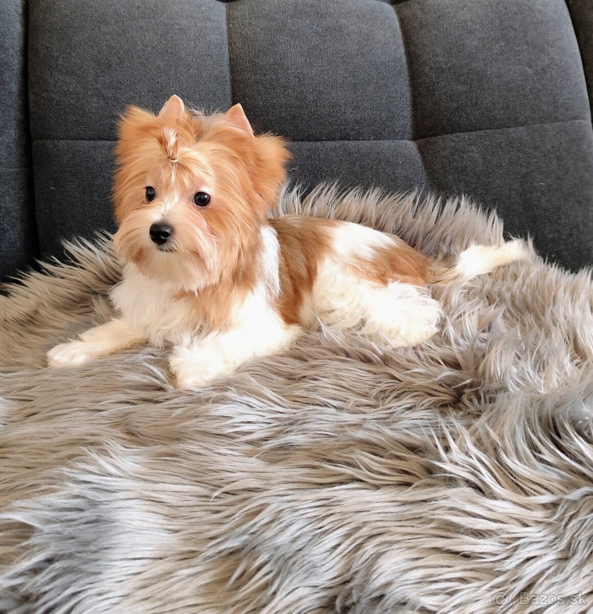 Yorkshire terrier - 5