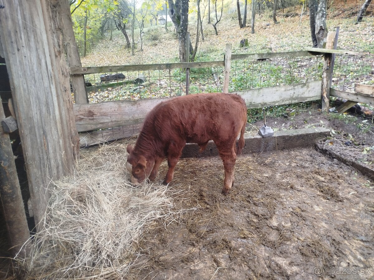 Predám kravu aj s telatom - 5