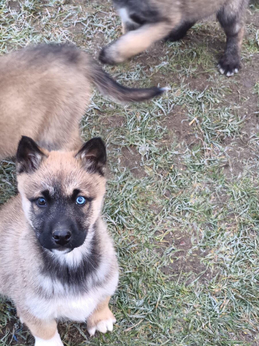 Predám šteniatka - 5