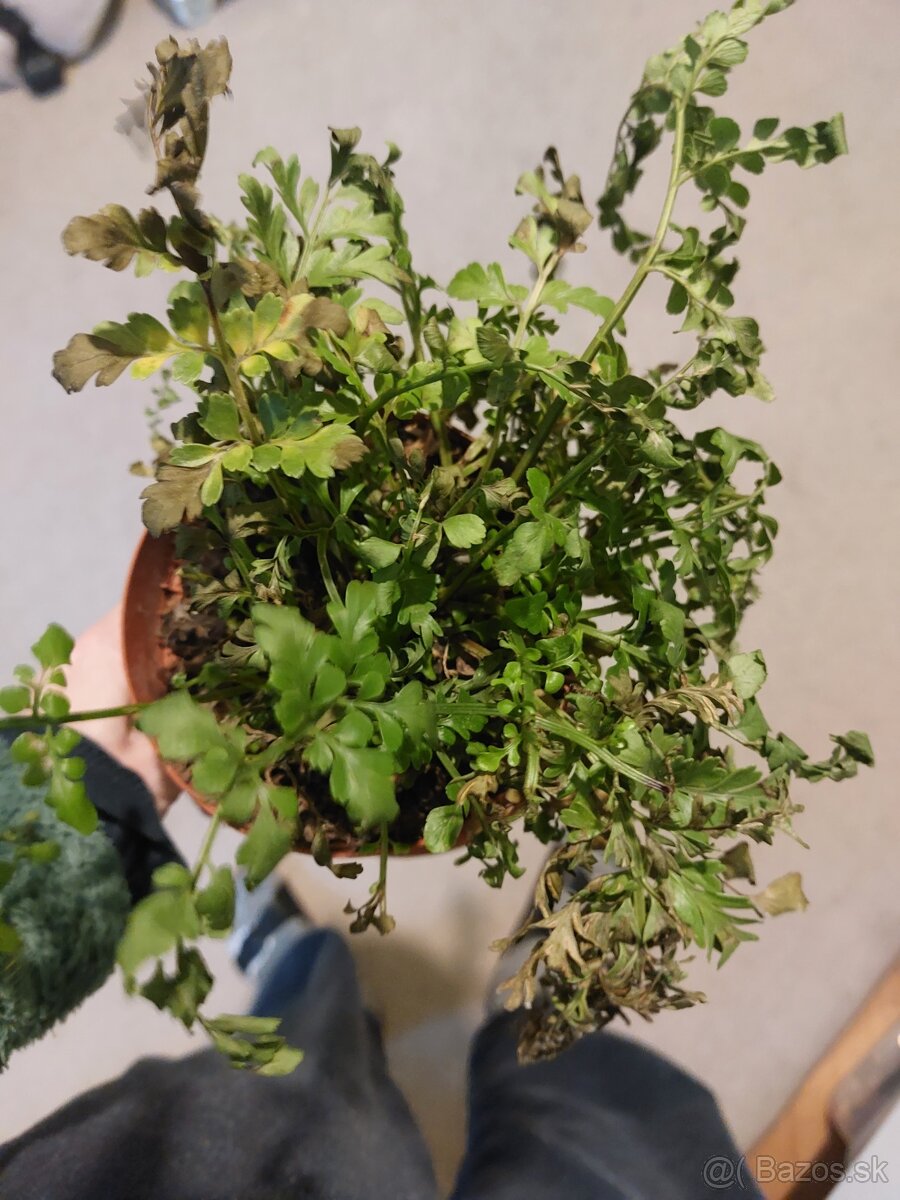 Darujem za odvoz - 5