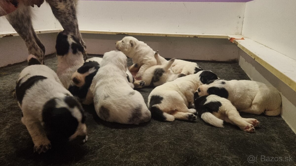 Stredoázijský ovčiak - šteniatka s PP - 5