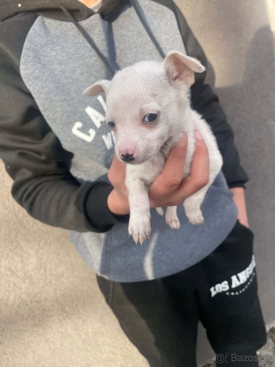 Predám šteniatka, rasa ratlík. - 5