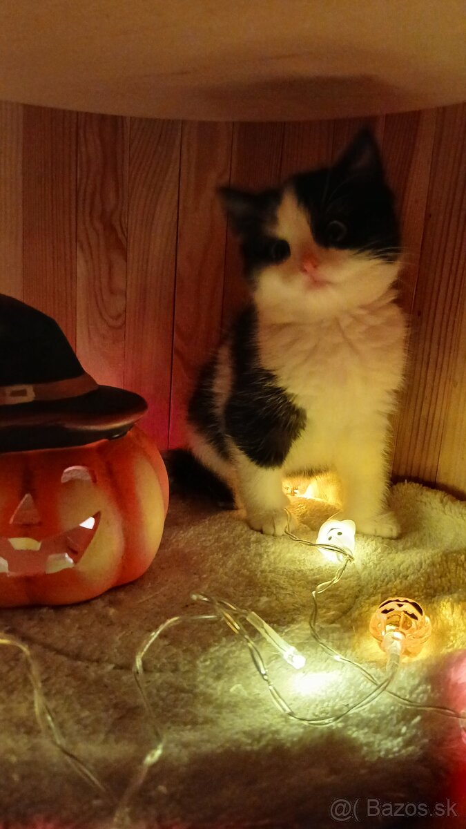 Britské mačiatka - britská modrá, modrý bicolor, čierny bic. - 5