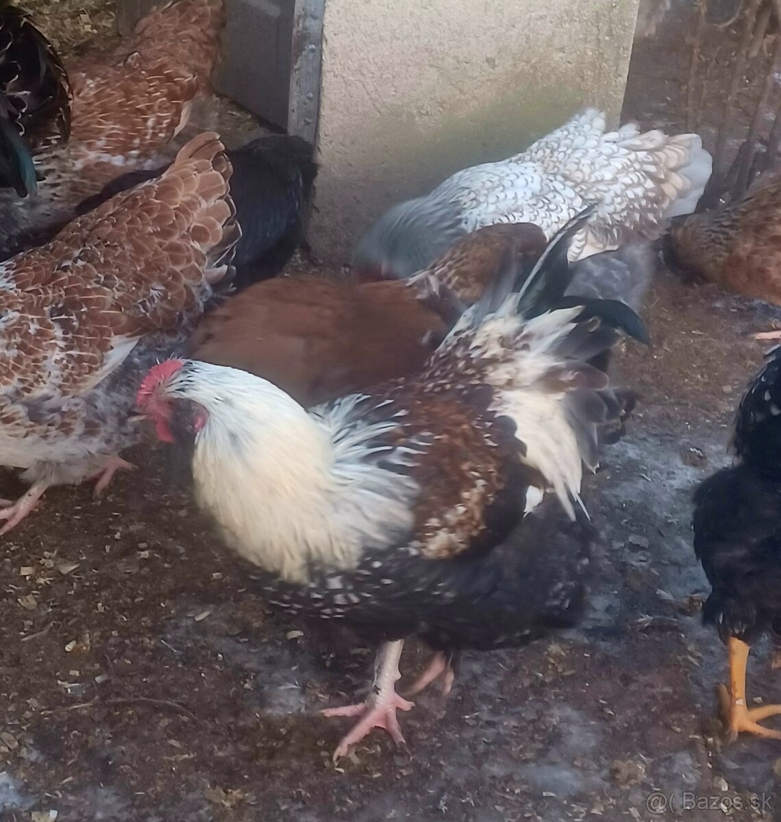 Mládky a kohút - 5