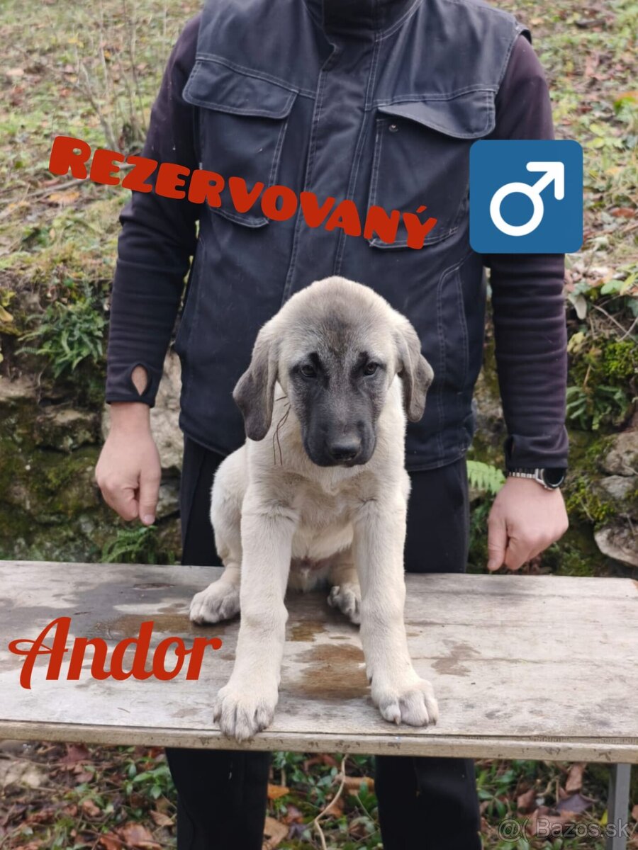 Kangal šteniatka s PP - 5