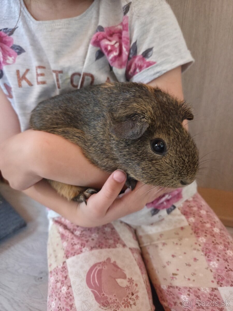 Predam morské prasiatka - 5