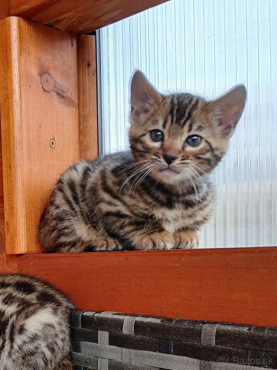 bengal bengalska macka bengalske maciatka - 5