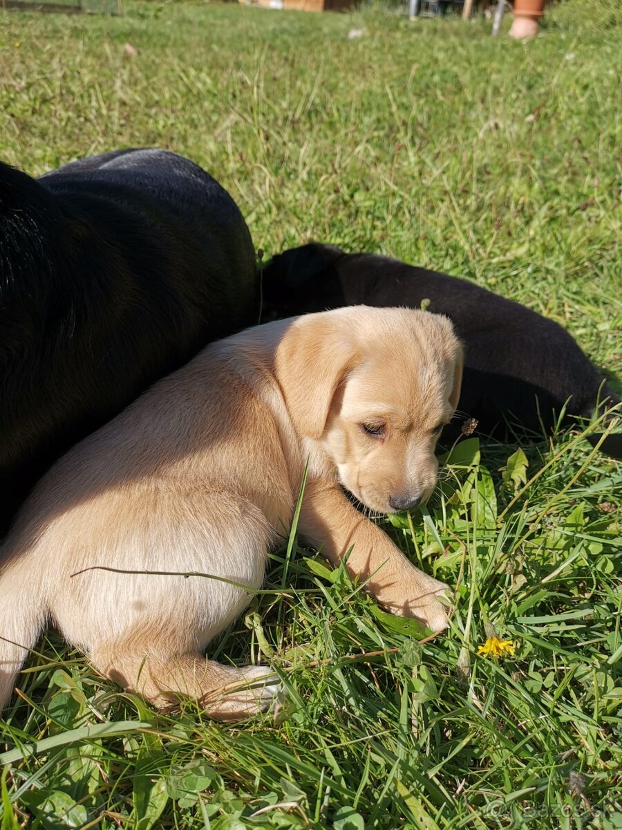 Darujeme šteniatka labradora x retrívra (nečistokrvné) - 5