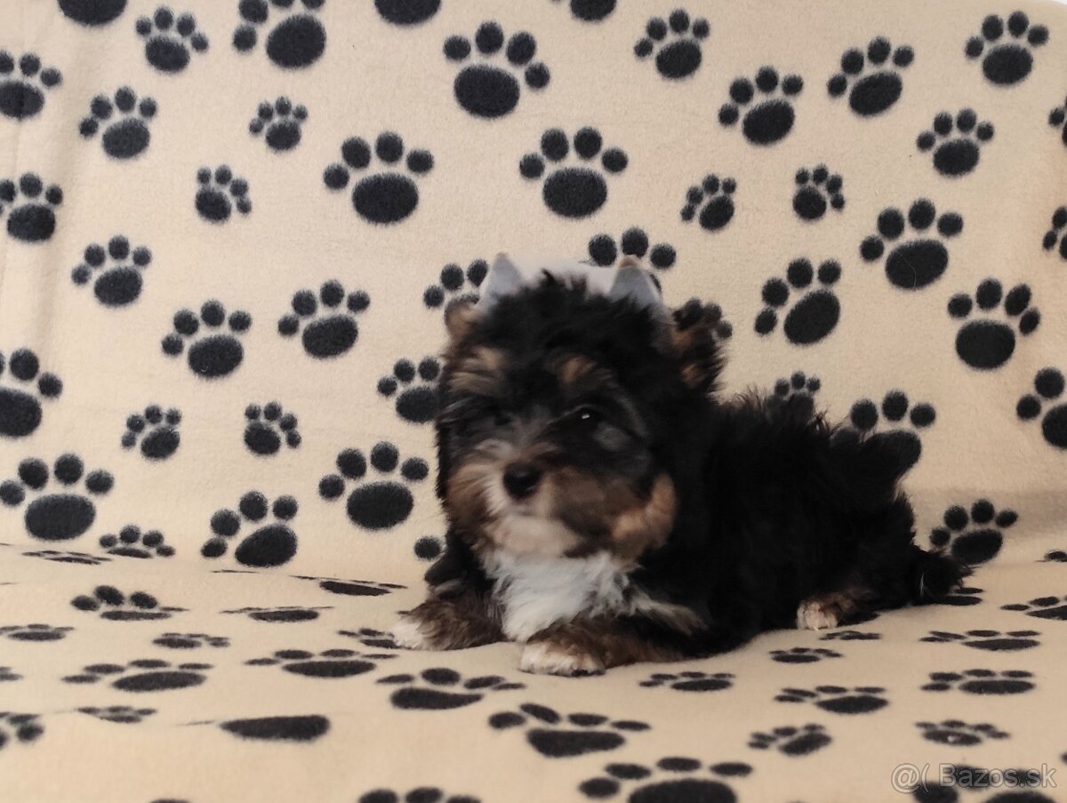 Yorkshire terrier - 5