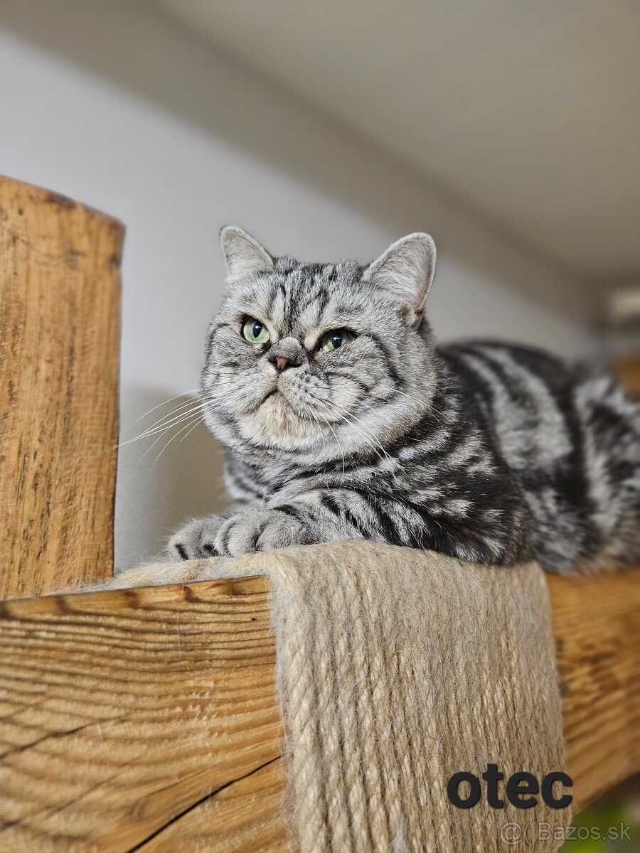 Britské mačiatka whiskas s PP - 5