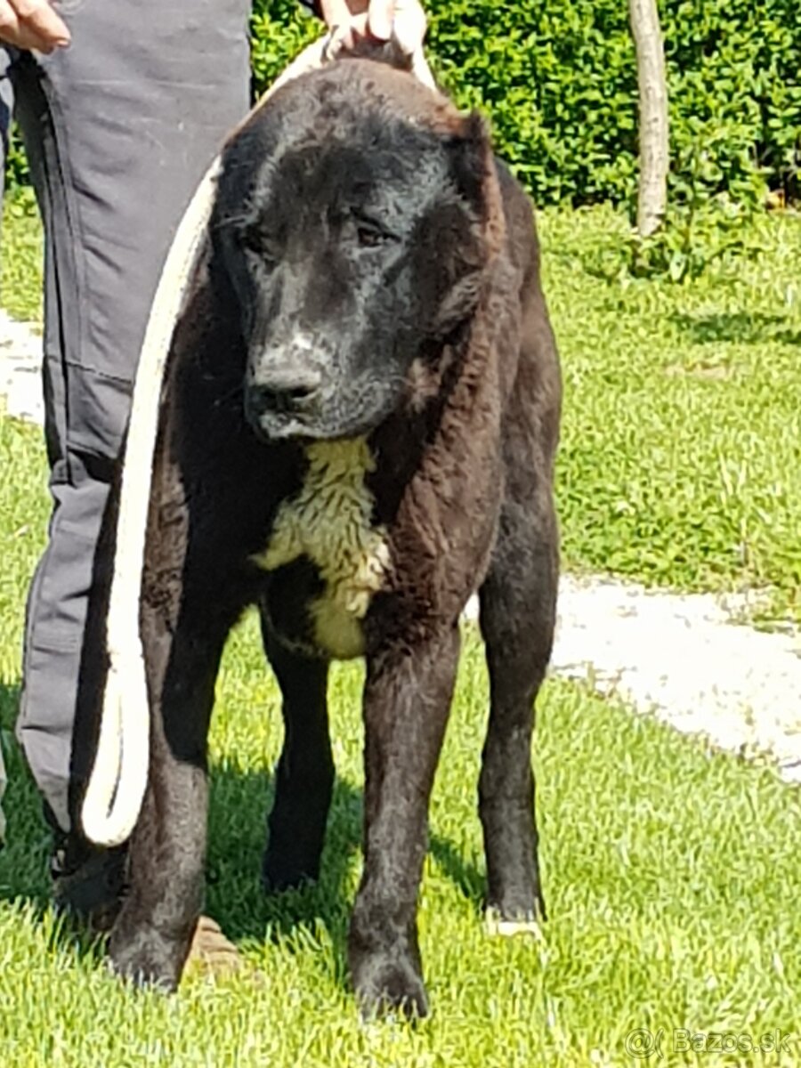 Stredoázijský ovčiak_1 - 5