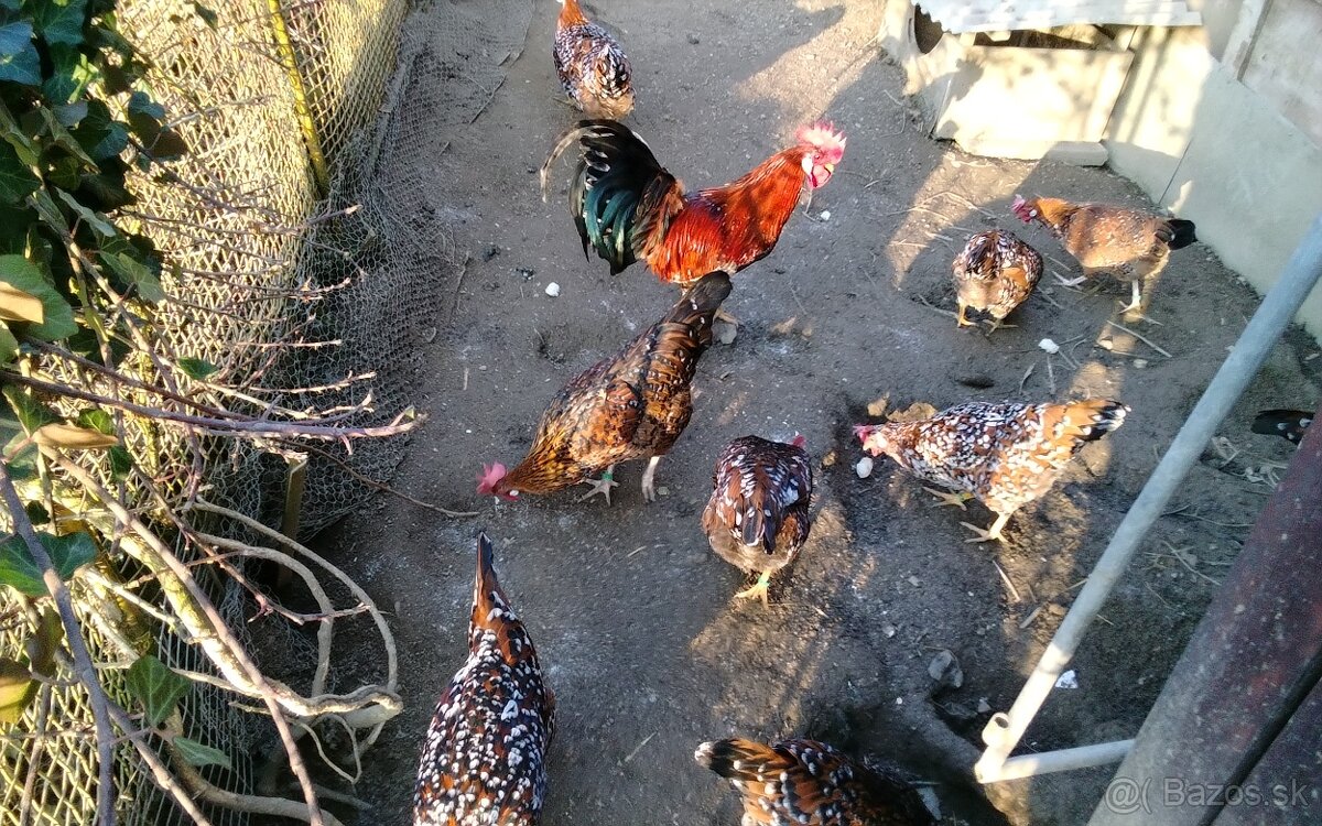 Vlaska porcelanova NV - 5