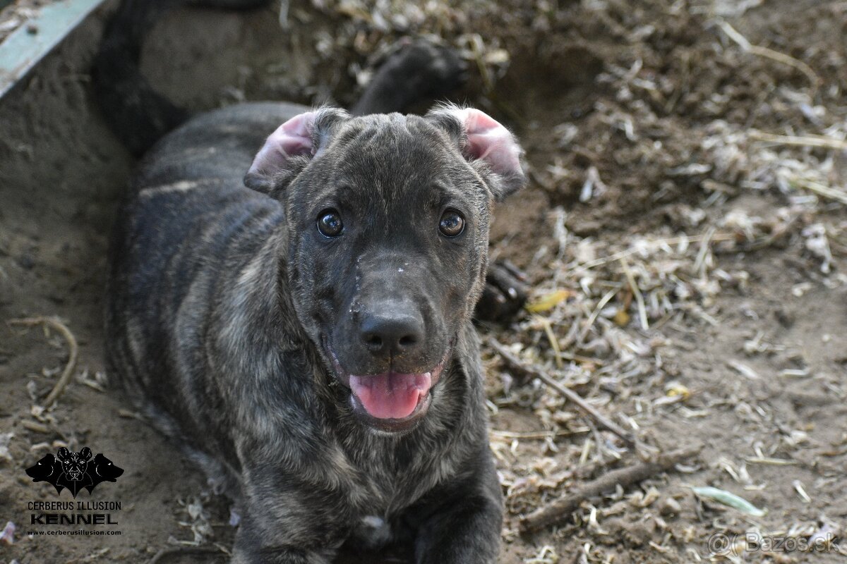 Raritné šteniatko - Uruguajský Cimarron s PP - 5