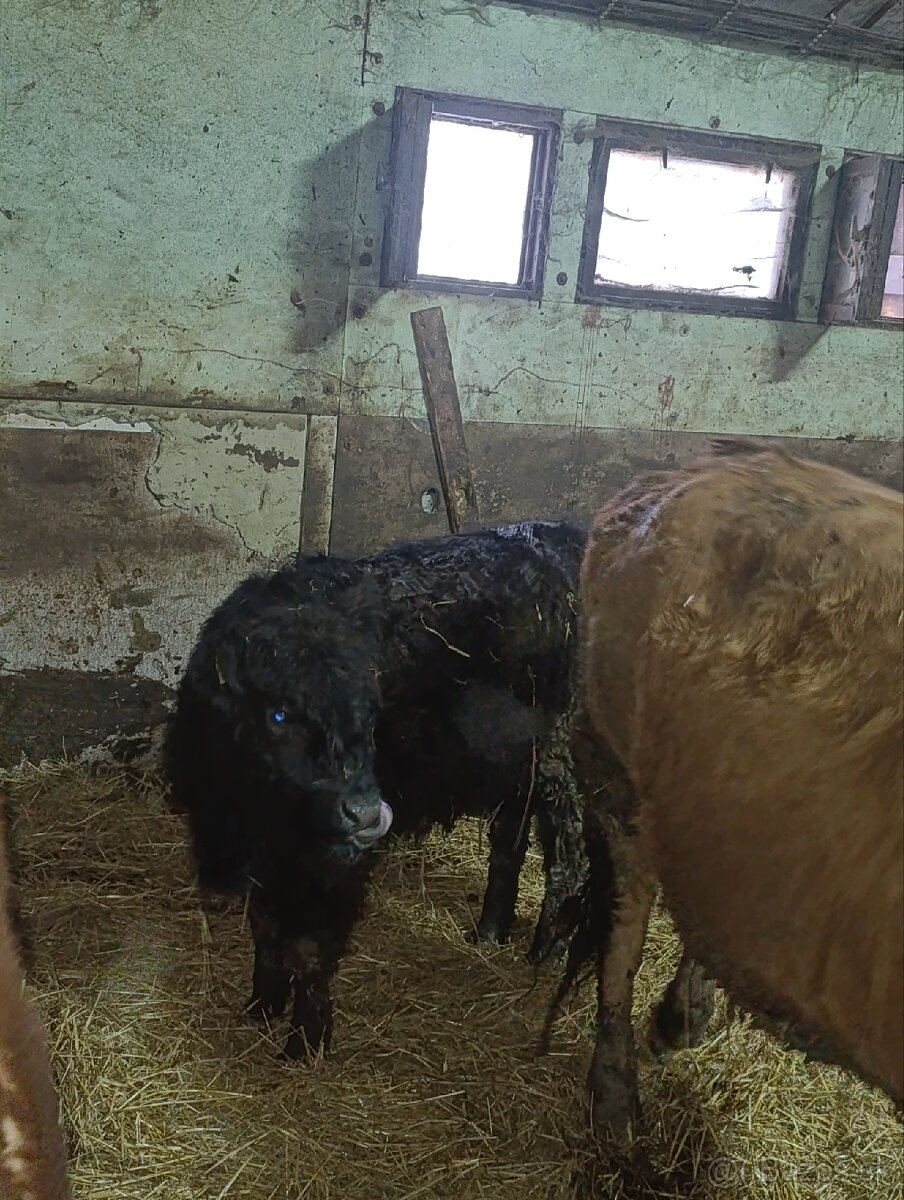 Jalovica Galloway - 5