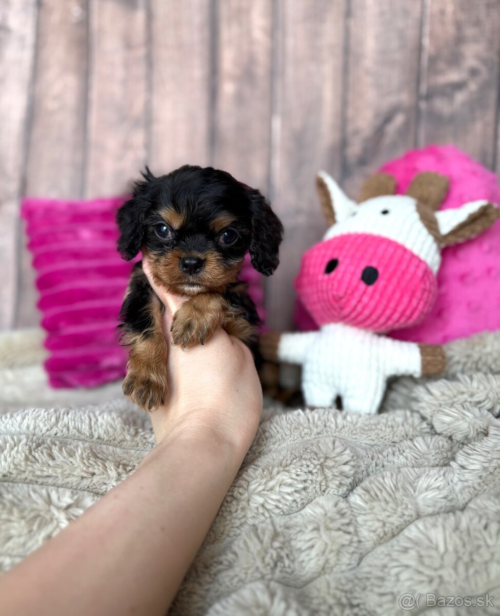 Kavalír King Charles španěl S PP - 5