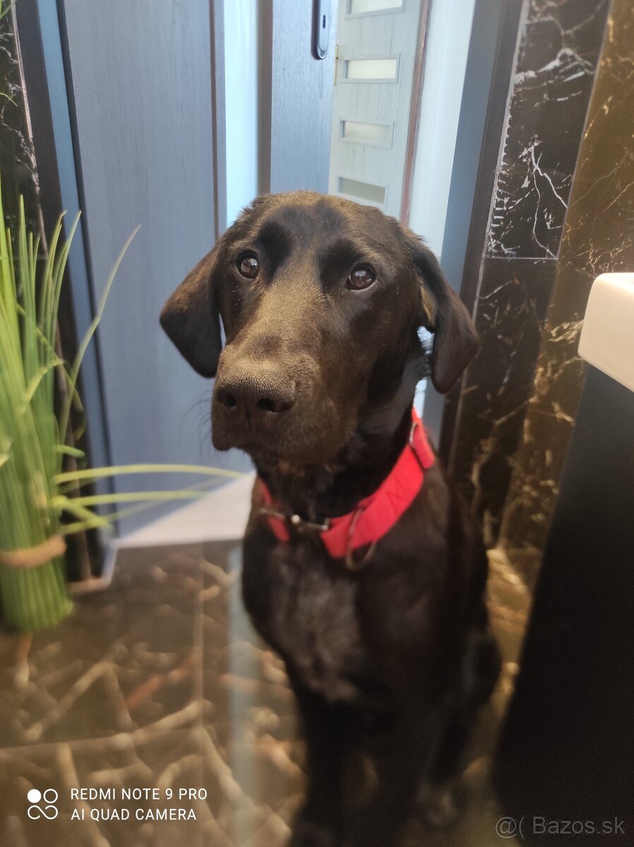 Labrador Števko - 5