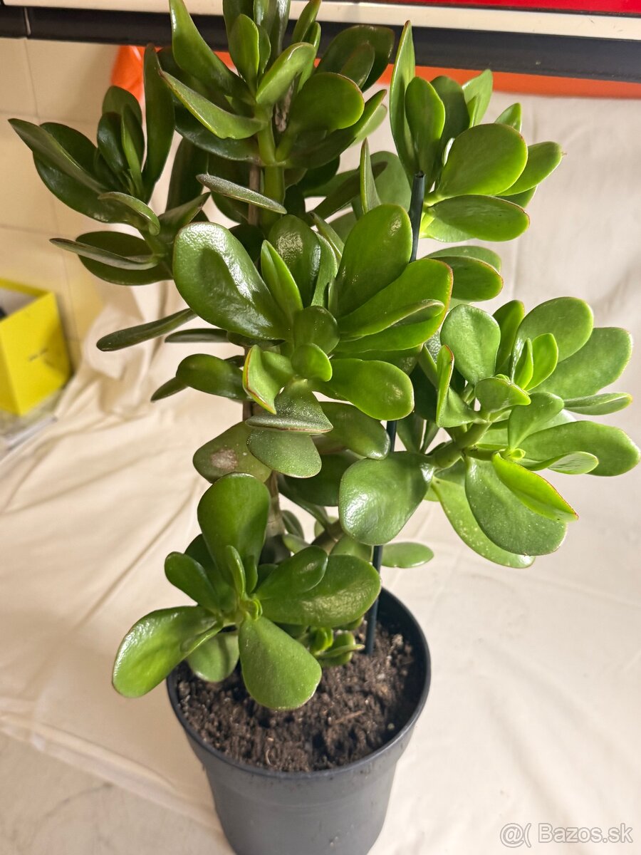 Tucnolist krasne velke listy - 5