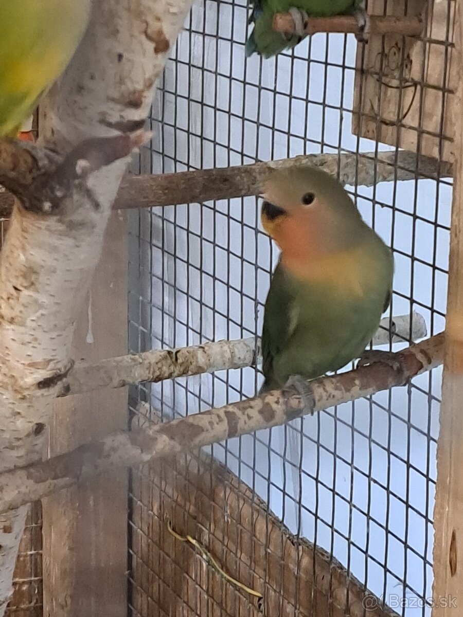 Agapornis ružovohrdlý - 5