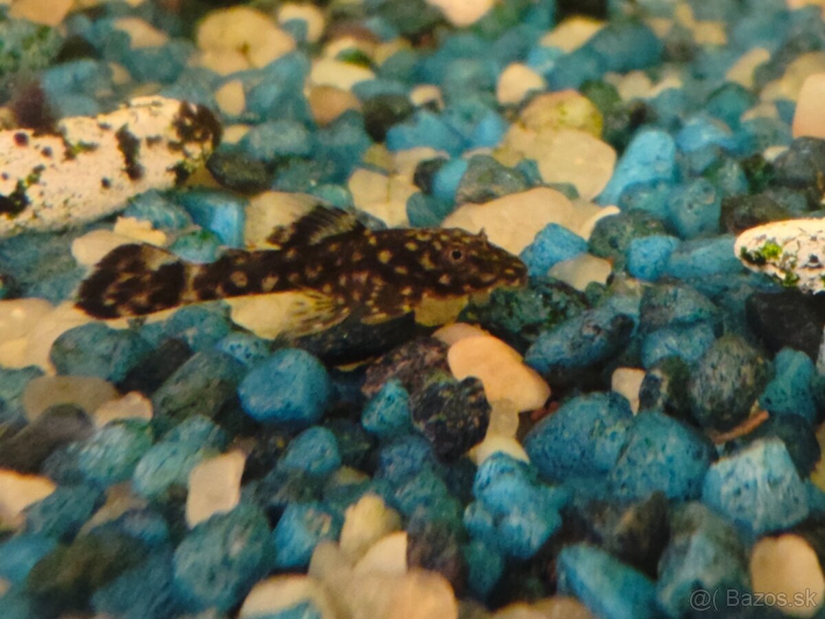 Prisavnik obyčajný - 5