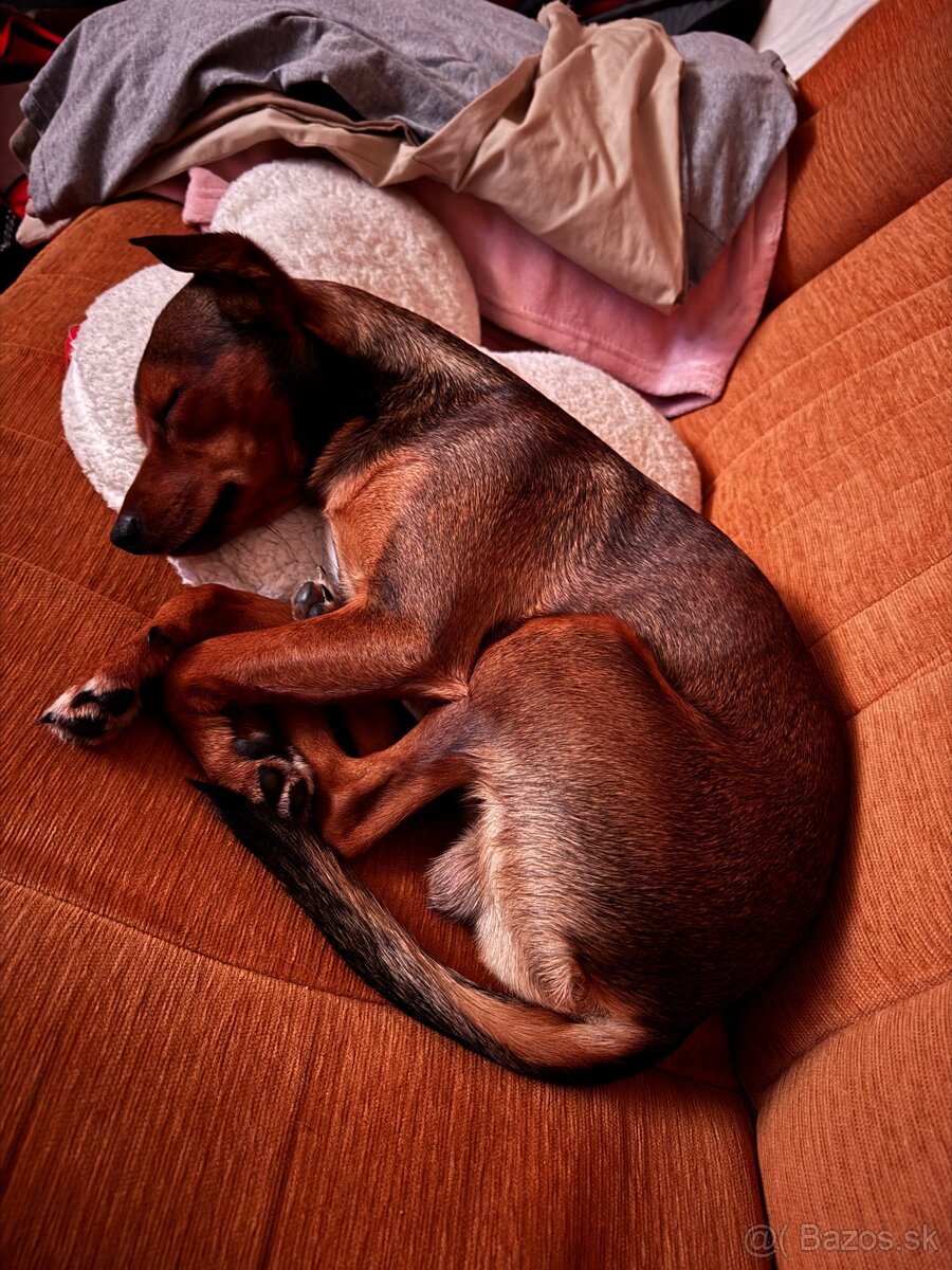 Psík na nakrytie - 5