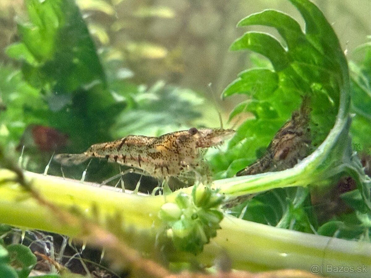 Predám Krevetky, mini ráčiky, gupky, kotúľky. - 5