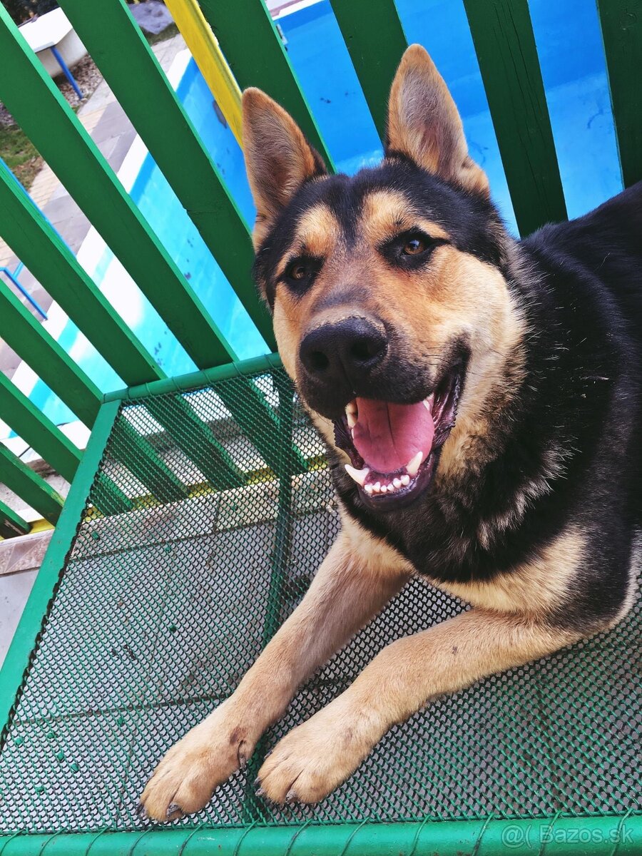 Nemecký ovčiak na krytie - 5