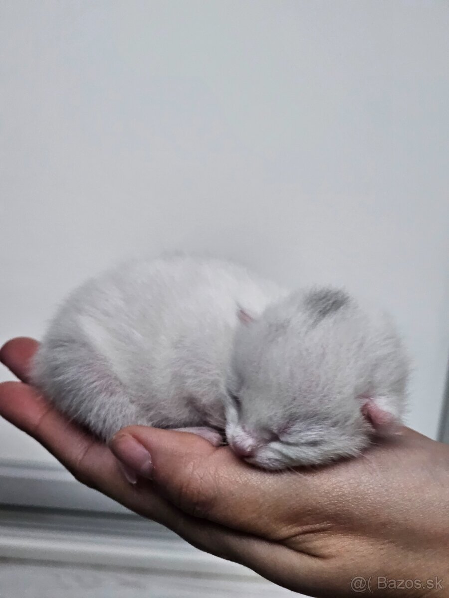 Ruská modrá biela- mačiatko na predaj - 5