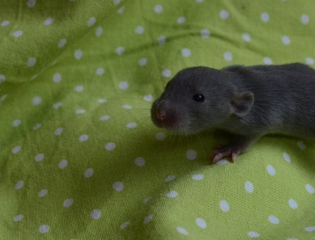 Potkaníky s rodokmeňom - rezervácie - 5