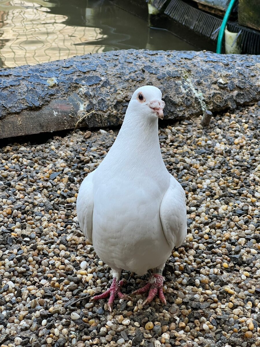 BIELE POŠTOVE HOLUBY - 5