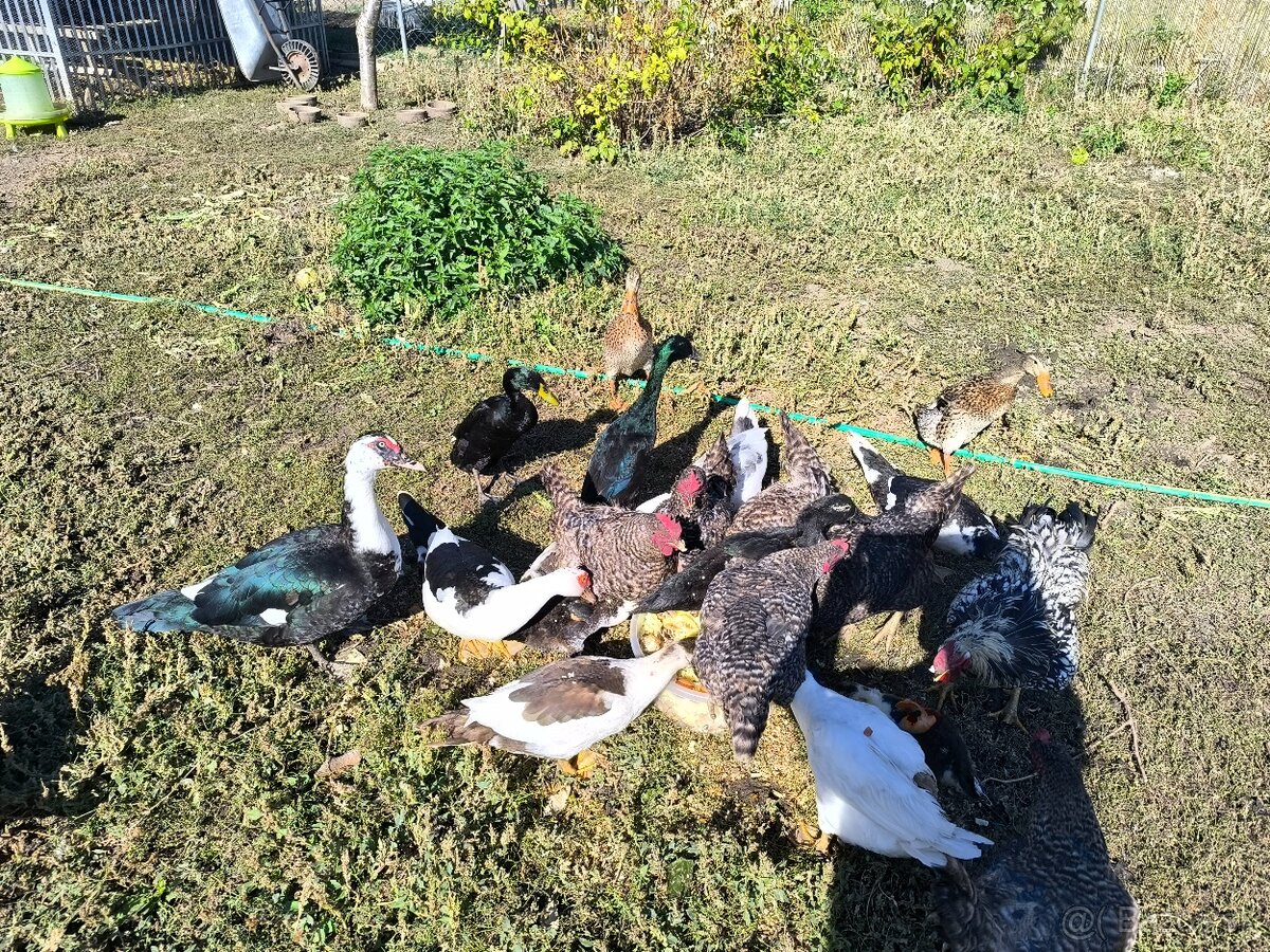 Predám čínske kačice a indických bežcov - 5