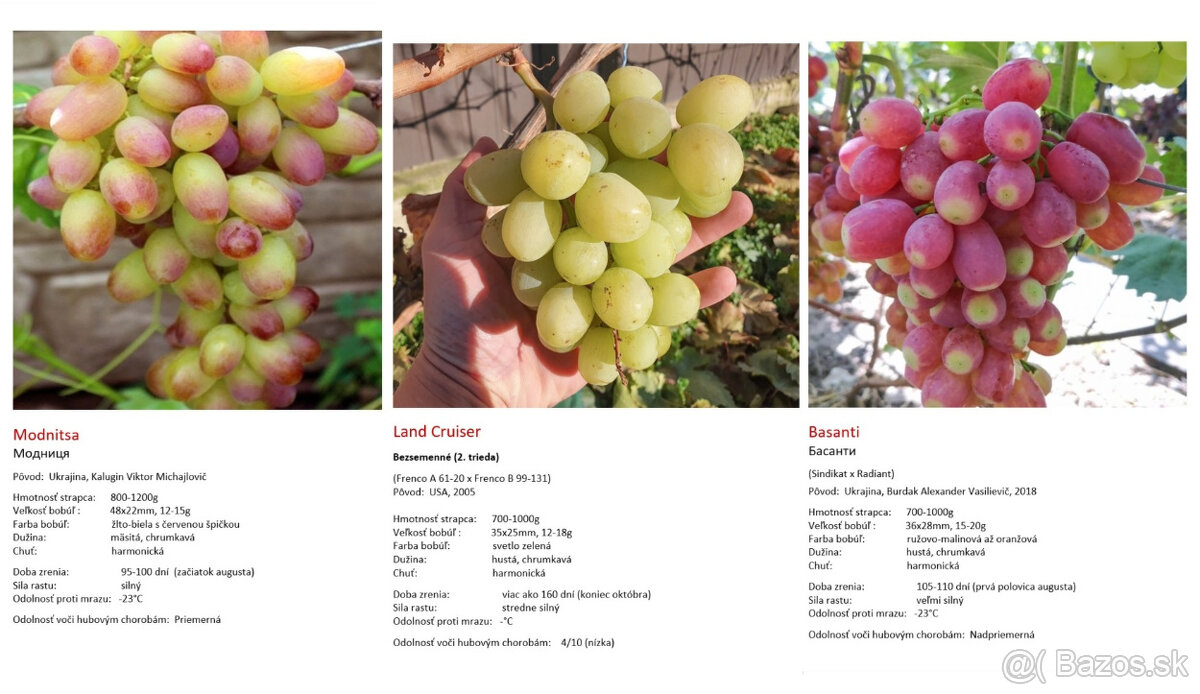 Stolový vinič - sadenice - 5