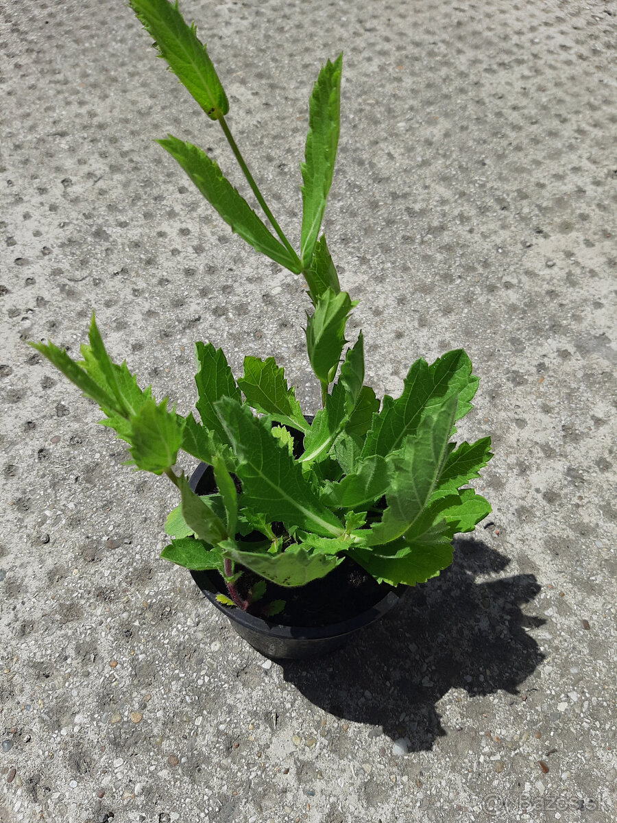 Železník-Verbena - 5