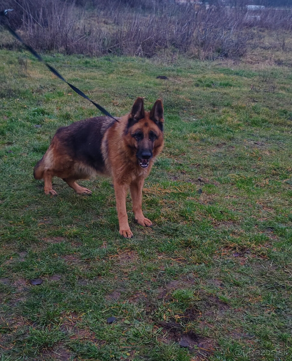 Na predaj nemecký ovčiak - 5