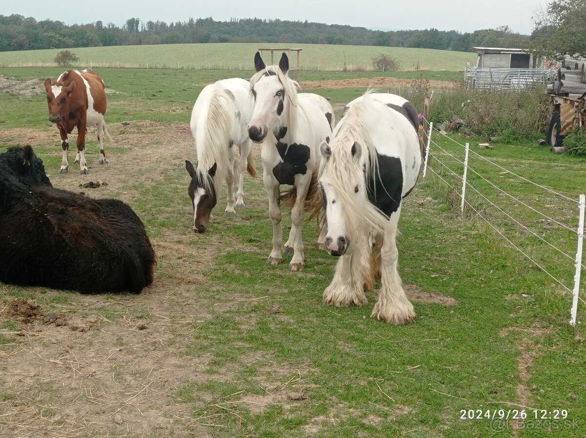 Krásný strakatý koník vhodný i k dětem - 5