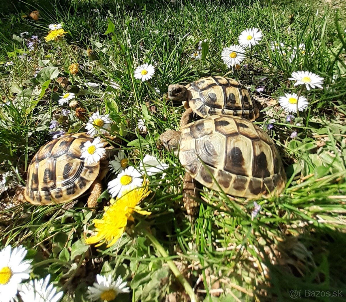 Suchozemská korytnačka - 5