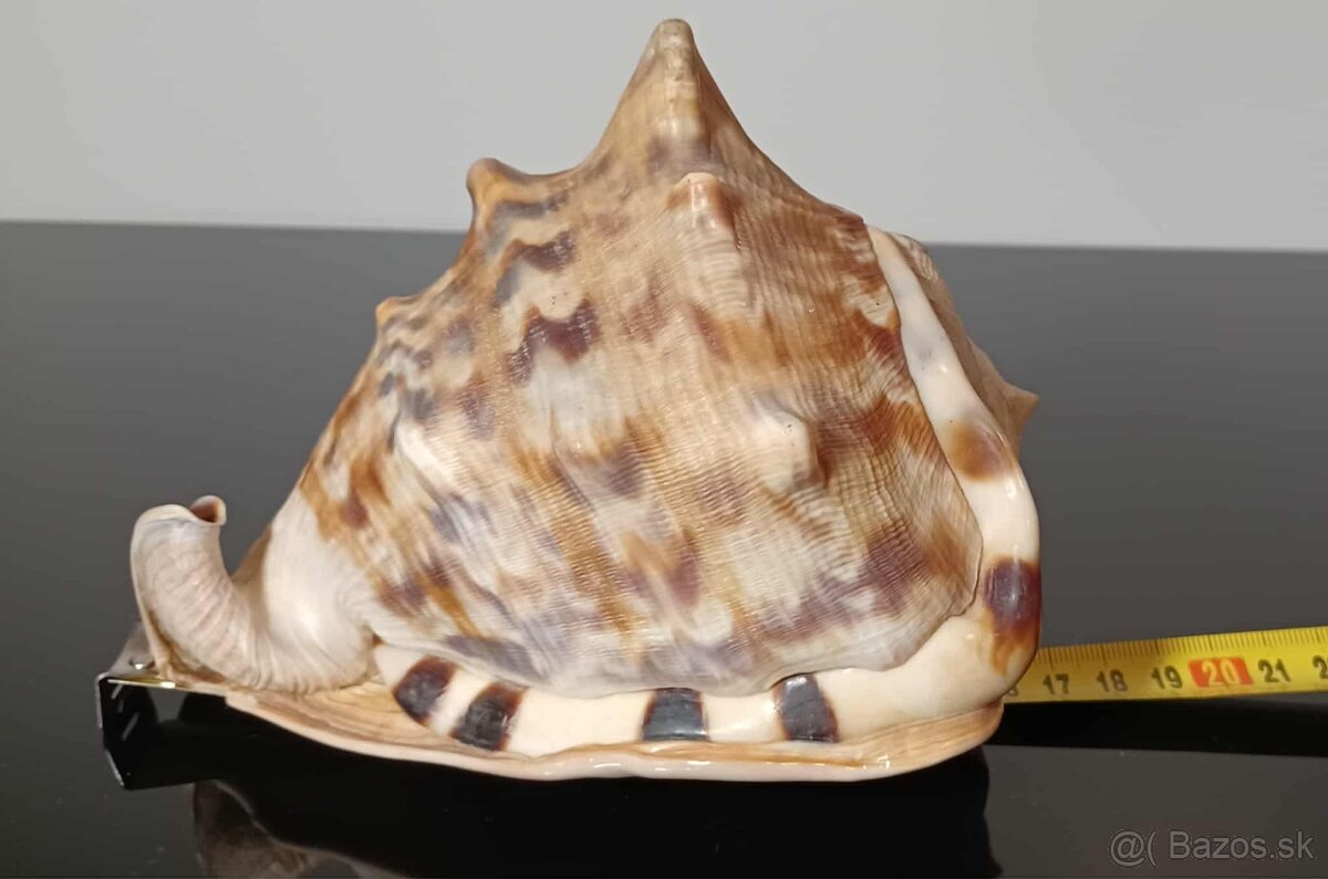 Krásna stará veľká mušľa - 5