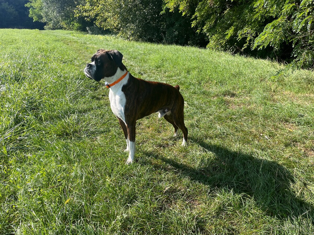 Nemecký boxer na krytie - 5